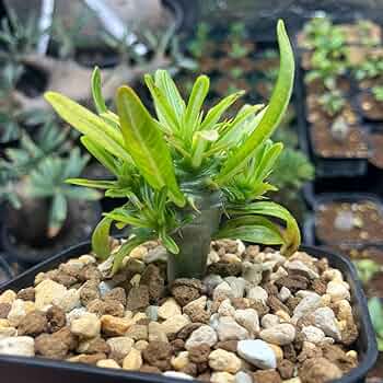 パキポディウム アンボンゲンセ 多頭 実生 コーデックス 塊根植物 グラキリス Amazon.co.jp: パキポディウム アンボンゲンセ 実生 多頭 塊根